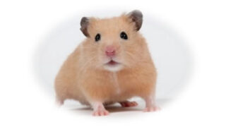 ハムスターの埋葬方法 ペット葬儀